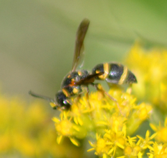 Parancistrocerus fulvipes