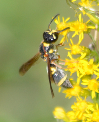 Parancistrocerus fulvipes