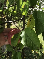 Malus domestica