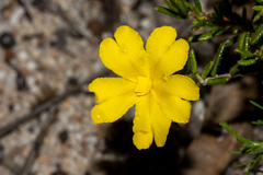 Hibbertia hypericoides