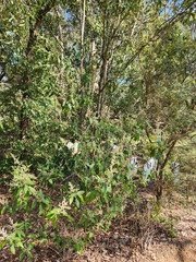 Leptospermum continentale