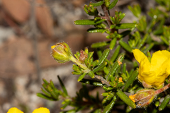 Hibbertia hypericoides