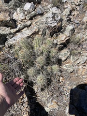 Echinocereus engelmannii engelmannii
