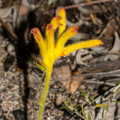 Anigozanthos humilis