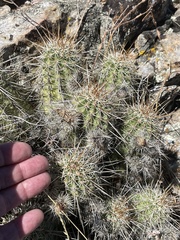 Echinocereus engelmannii engelmannii