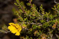 Hibbertia hypericoides