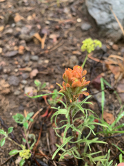 Castilleja arachnoidea