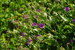 Mirabilis ovata