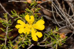 Hibbertia hypericoides
