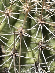 Echinocereus engelmannii engelmannii