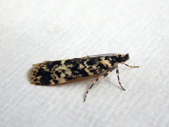 Scoparia exhibitalis