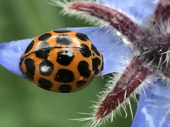 Harmonia conformis