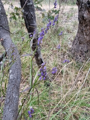 Comesperma volubile