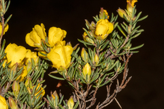 Hibbertia