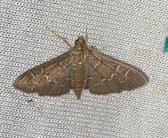 Pilocrocis ramentalis