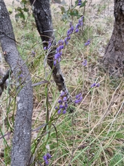 Comesperma volubile