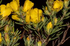 Hibbertia