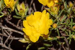 Hibbertia