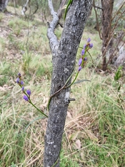 Comesperma volubile