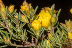 Hibbertia