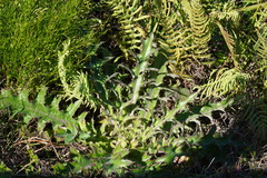 Cirsium horridulum