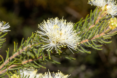 Melaleuca