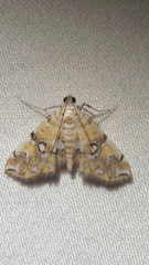 Elophila faulalis