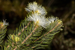 Melaleuca