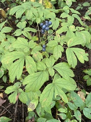 Caulophyllum thalictroides