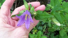 Campanula trachelium