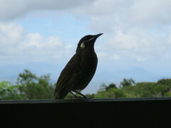 Meliphaga lewinii