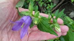 Campanula trachelium