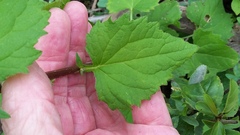 Campanula trachelium