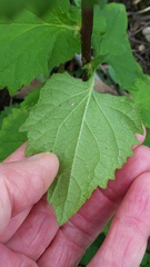 Campanula trachelium