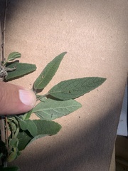 Salvia curviflora