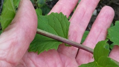 Campanula trachelium