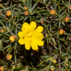 Hibbertia acerosa