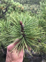 Pinus rigida