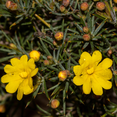 Hibbertia acerosa