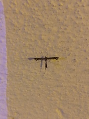 Lantanophaga pusillidactylus