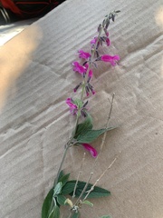 Salvia curviflora