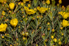 Hibbertia acerosa