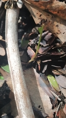 Pterostylis