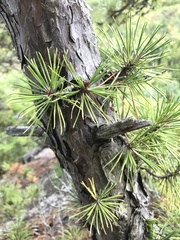 Pinus rigida