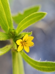 Melampodium sericeum