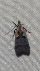 Dichomeris setosella