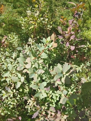Vaccinium uliginosum