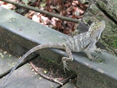 Lophosaurus spinipes