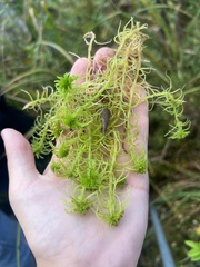 Sphagnum girgensohnii