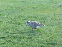 Anser anser × Branta canadensis